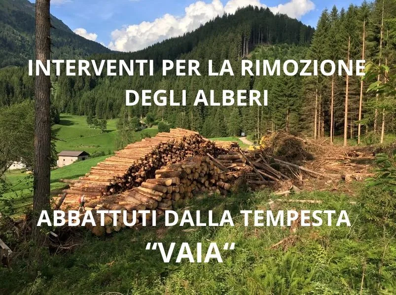 Locandina per la rimozioni degli alberi