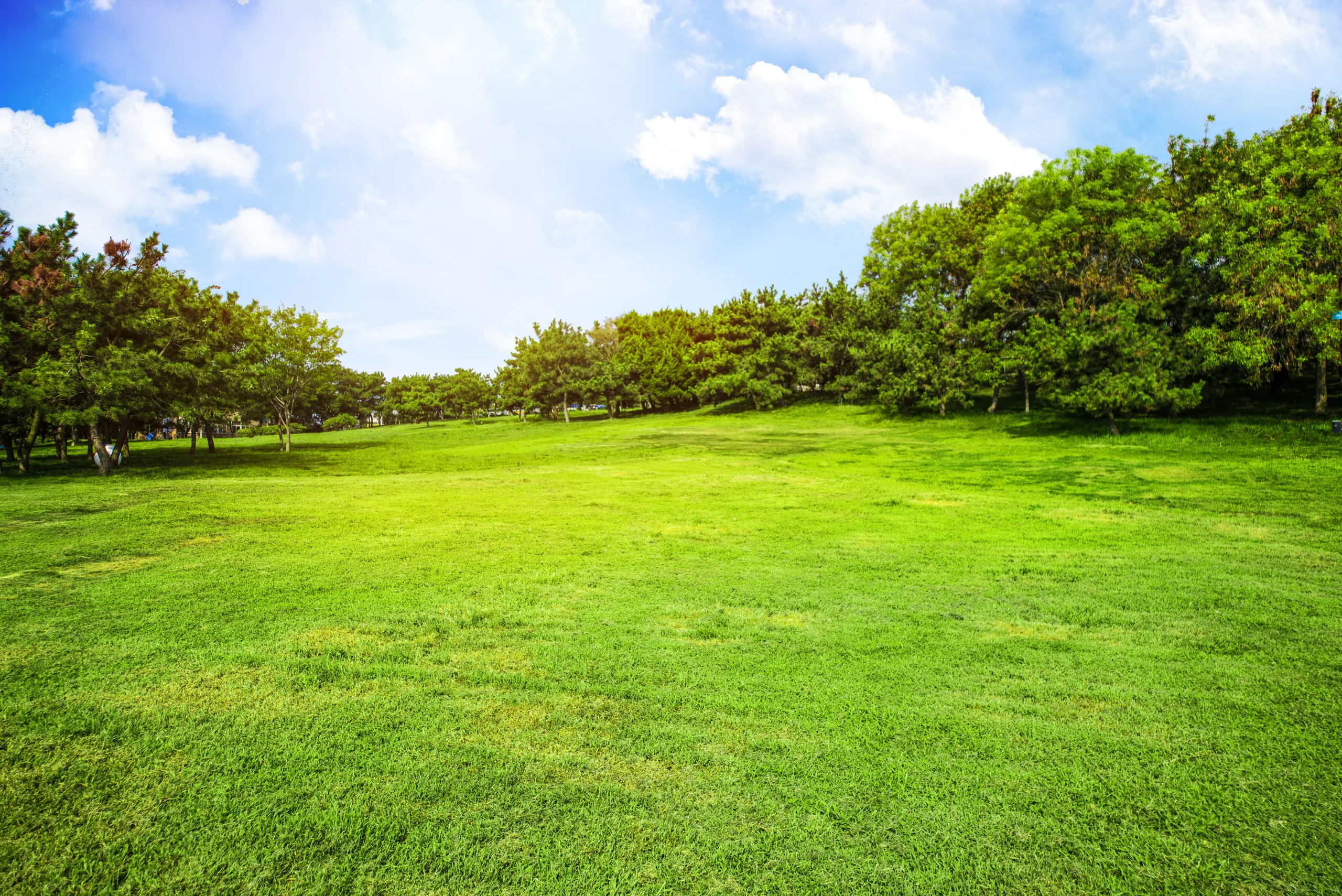 Prato di campo da golf