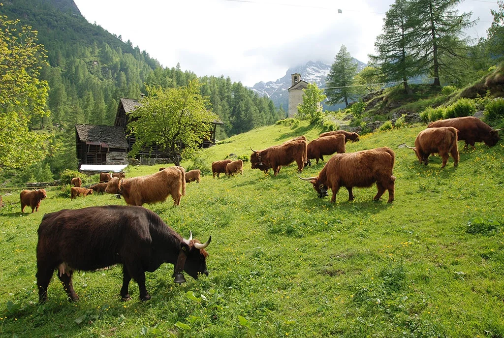 Immagine anteprima